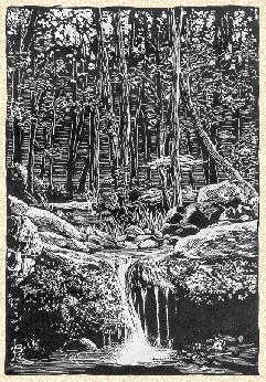 [Woodland Scene]